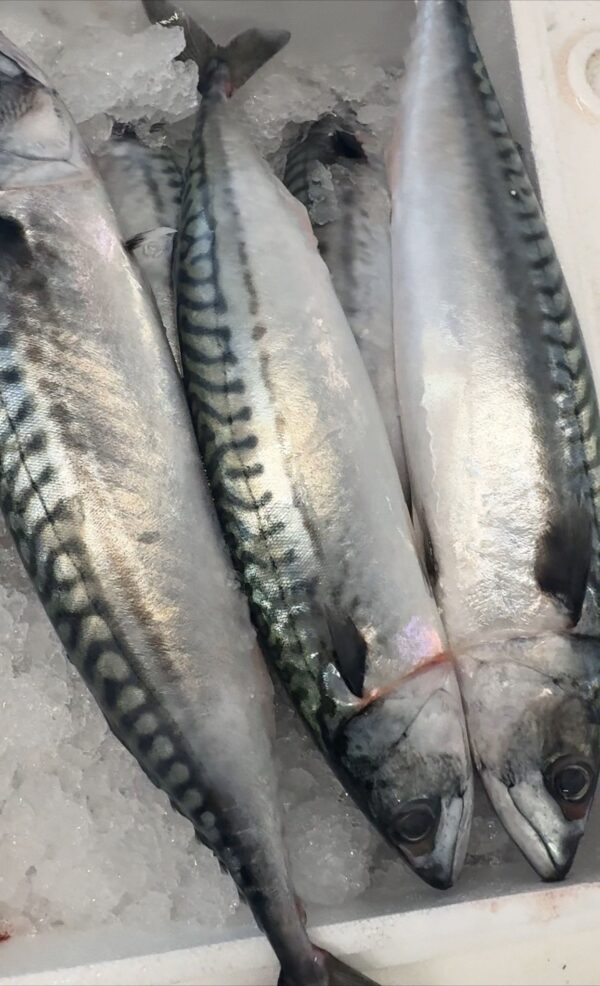 Mackerel fish (Carton)